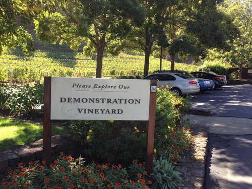 Demonstration Vineyard